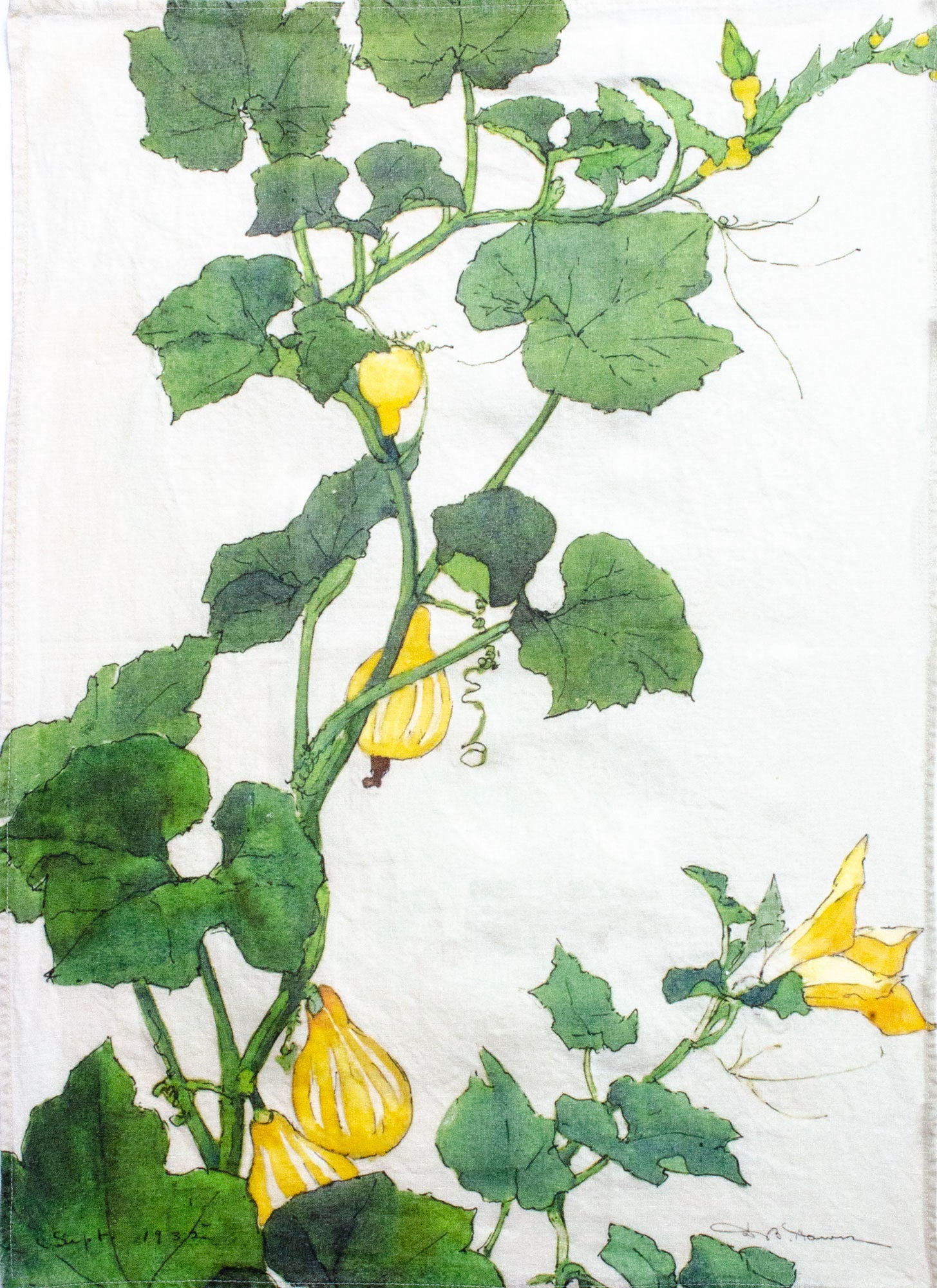 Water color of squash plant with green leaves and yellow fruits on a white background